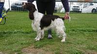 Quadmir's Sweet Lily Con Valley