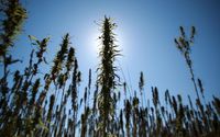 Le chanvre a cette particularité de régénérer les sols, fertiliser la culture suivante et favoriser la biodiversité. LP/Olivier Arandel