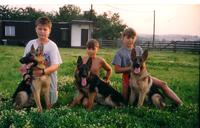 Dingo, Dita a Dixi z Henmonu
