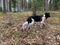 30.5.2021 Track the pheasant