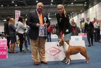 WDS Bästa tik Världsveteranvinnare 2017 Leipzig (185 amstaffs)