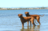 Fenya & Cooper 2009