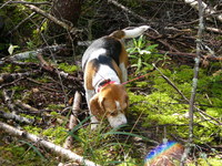 Beagle sopii erinomaisesti Suomalaiseen metsästyskulttuuriin