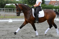 Barinka als Verkoopspaard van C&L Dressage