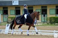 CDI Saumur - goud