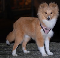 Scarlet-Red's Ella