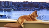 Slapper av og ser på utsikten / Relaxing and looking at the view