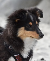 Scarlet-Red's Hermosa 3,5 måneder