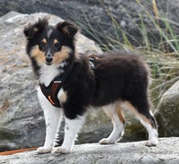 Scarlet-Red's Hermosa 3,5 måneder