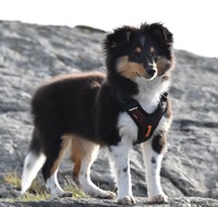 Scarlet-Red's Hermosa 3,5 måneder