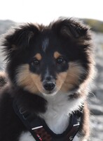 Scarlet-Red's Hermosa 3,5 måneder