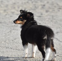 Scarlet-Red's Hermosa 3,5 måneder