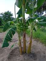 Jonge bananenstruik
