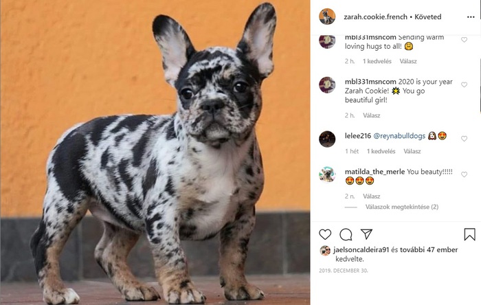 black merle frenchie