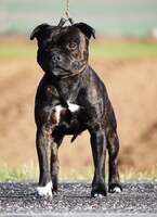 Brutus el Diablo Winnerstaff
