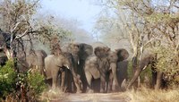 Addo Elephant