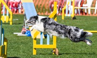 Flecha compitiendo en Baltanás
