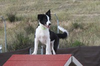 Rex disfrutando de las vistas