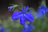 Blume mit Wassertropfen