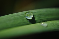 Wassertropfen auf Blatt
