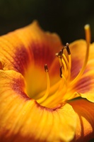 Blume