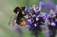 Hummel auf Blume