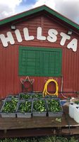 Foto: Hillsta gård