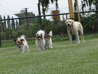 Papilloni a Buffynka