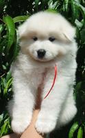 © Xsara´s hope samoyeds