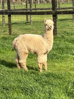 Blueridge Farm Bellisimo sired by Brenor Point Blanc