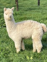 Blueridge Farm Phoebe sired by Waiheke Phenomonen