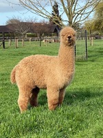 Blueridge Farm Good George Sired by Waratah Flats Rising Star