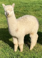 Blueridge Farm Phineas sired by Waiheke Phenomonen