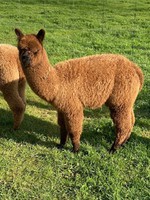 Blueridge Farm Trinity sired by Milduck Tyson