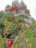 Torcal de Antequera