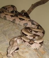 Kongeboa