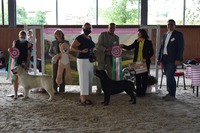 Absolutní vítězkou výstavy - BEST IN SHOW se stala fenka labradorského retrívra z třídy vítězů Emma Elisabeth Alfa Sirius maj. Ing. Evy Černé