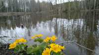 Rentukoita Satakielikosteikolla 140520, Olli Kilpinen