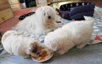Malí barfíci a mamina, která dohlíží