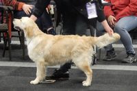 Venray, Beste Puppy van het ras.