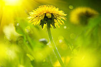 NATUROPATHIE