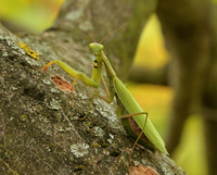 Kudlanka nábožná (Mantis religiosa)