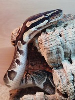 NORMAN