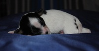 Karpeak's Catch The Dream "Felix"