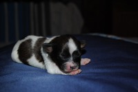 Karpeak's Cute Kiss Forever "Rosa"