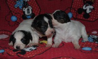 Karpeak's D-Litter