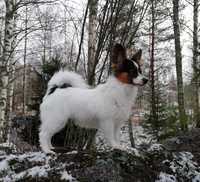Karpeak's Dancing With The Queens "Lumi"