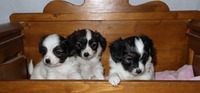 Karpeak's E-Litter