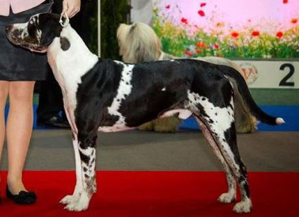 cryptic merle great dane