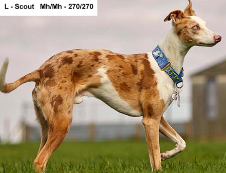 red merle lurcher